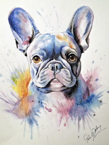 Franz�sische Bulldogge -80
